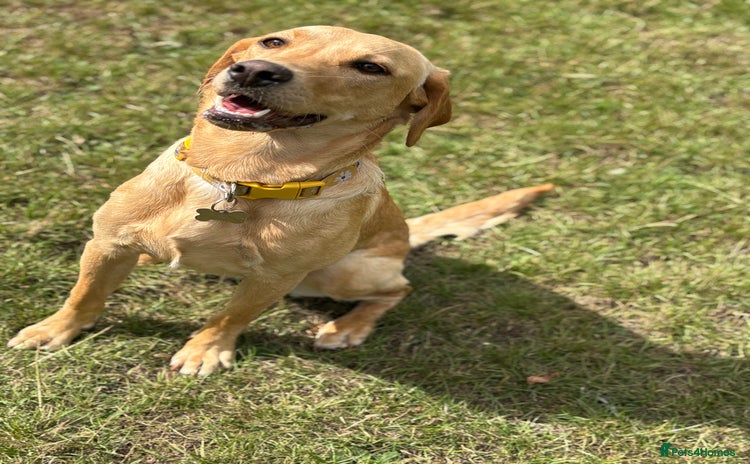 Labrador Retriever dogs - Advert 7