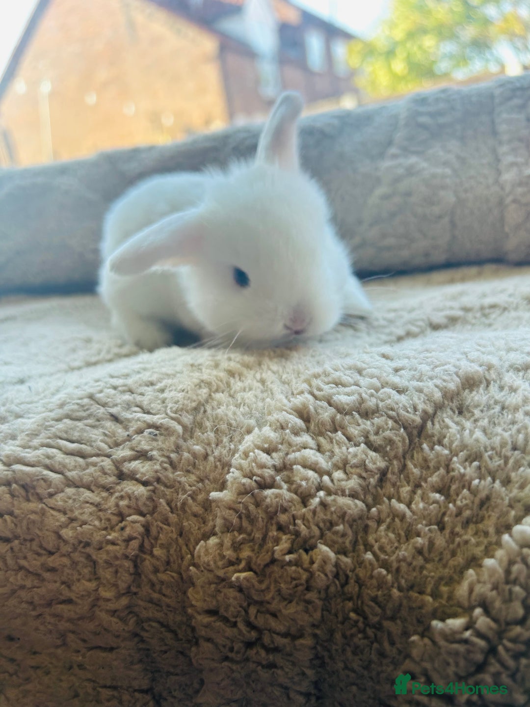 Mini Lop rabbits for sale: 6 baby mini lops ready to reserve  - Image 6
