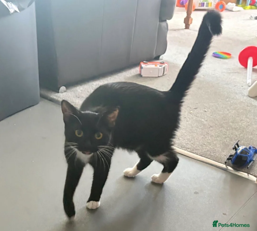 Mixed Breed cats for sale: Cute Black and white kitten-including ALL supplies in London - Advert 6