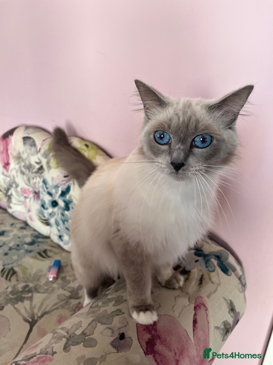 Ragdoll cats for sale: Princess ragdoll kitten - Image 2