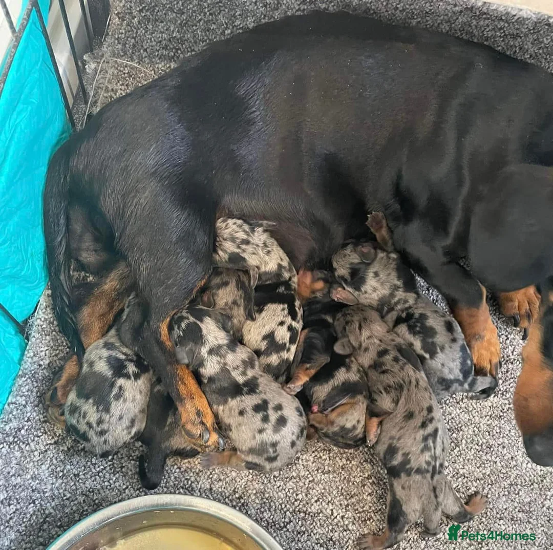 Miniature Dachshund dogs for stud: KC REG SILVER DAPPLE & TAN STUD CARRYING CREAM in Irvine - Advert 21