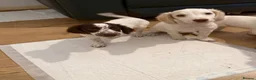 Cockapoo dogs for sale: Beautiful F1 Cockapoos ready for new homes - Advert 6
