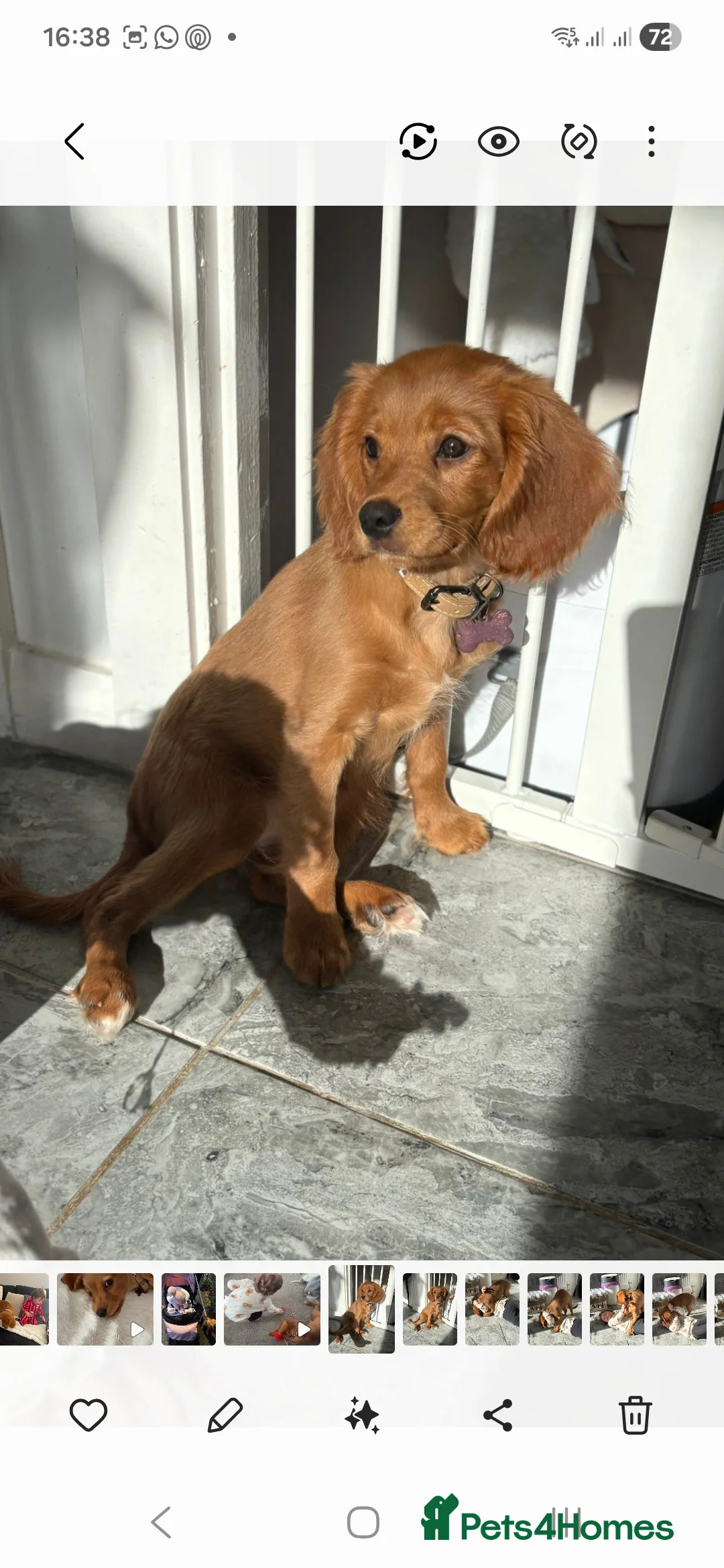 Cavalier King Charles Spaniel dogs for sale: Beautiful ruby cavalier female in Pontypridd - Advert 2