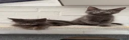 Maine Coon cats for sale: 🐾 READY NOW 🐾 TICA/ GCCF Maine Coon kittens 👑  - Advert 21