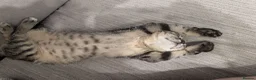 Mixed Breed cats for sale: Adorable Kittens Ready for Their Forever Homes! - Advert 5