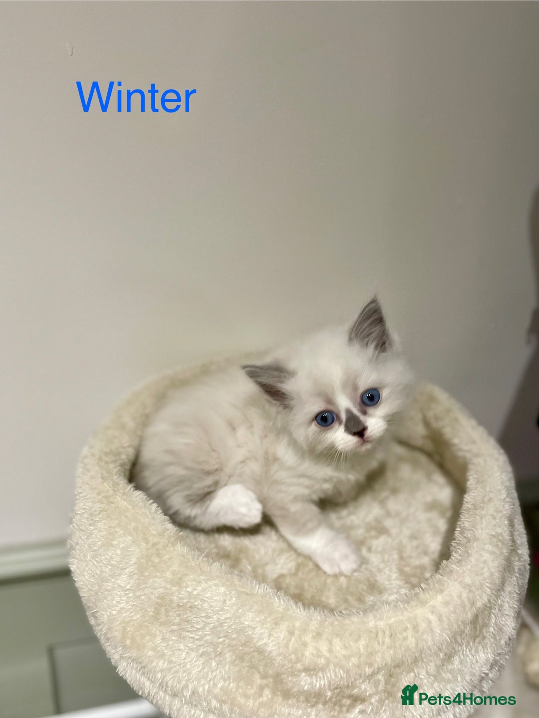 Ragdoll cats for sale: Exquisite, truly unique Ragdolls & Ragfold kittens - Advert 15