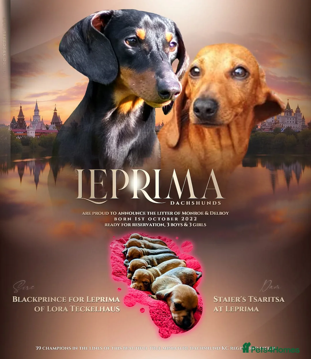 Miniature Dachshund dogs for stud: Leprimas Delboy - Advert 3