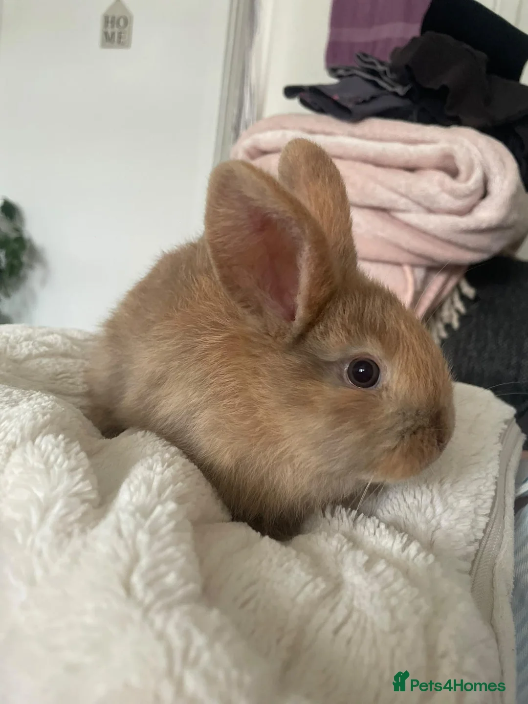 Mixed Breed rabbits for sale: Baby bunnies xx - Advert 2