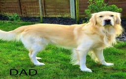 Golden Retriever dogs for sale: Beautiful Golden Retriever Puppies - Image 11