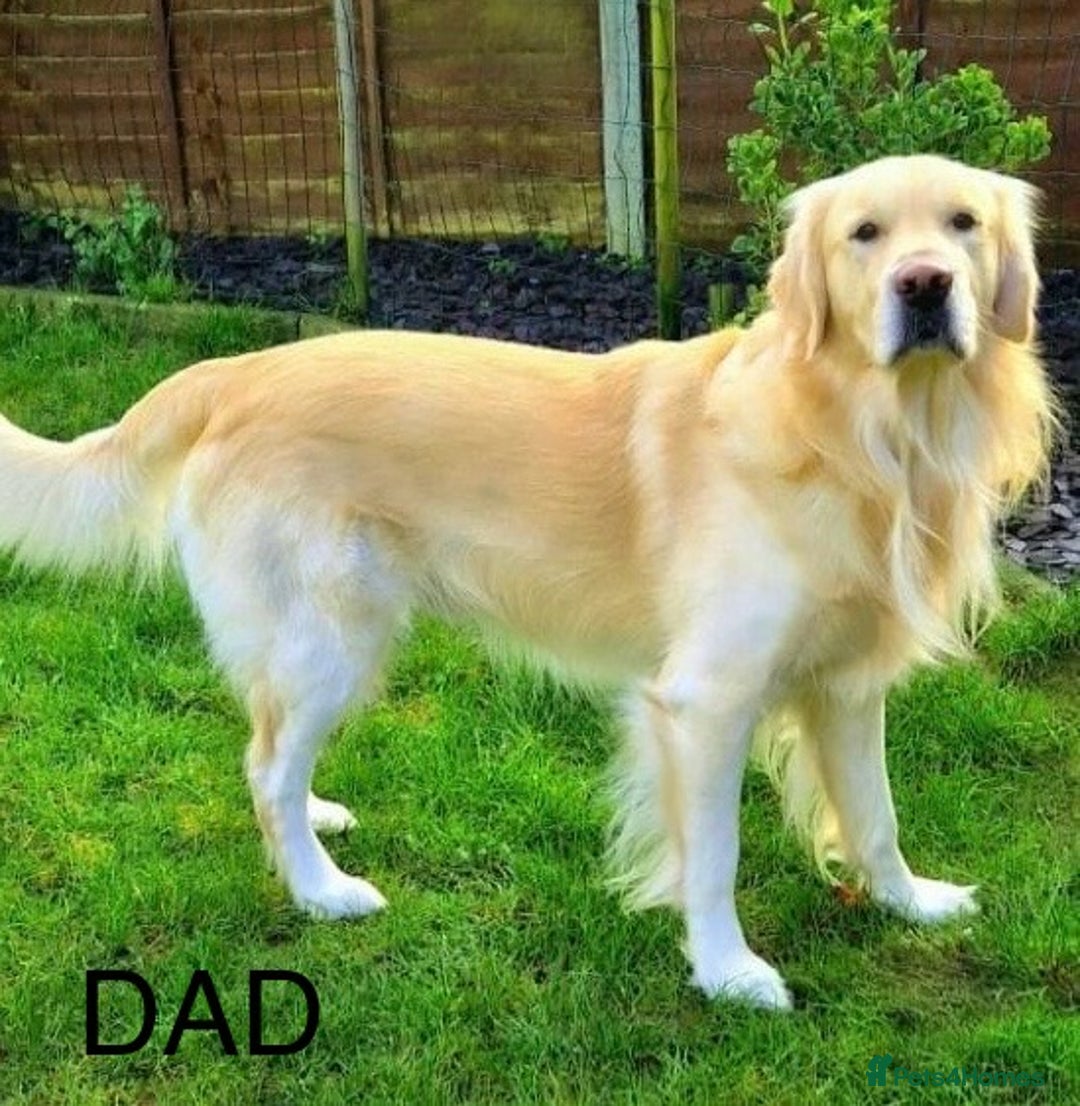 Golden Retriever dogs for sale: Beautiful Golden Retriever Puppies - Image 11