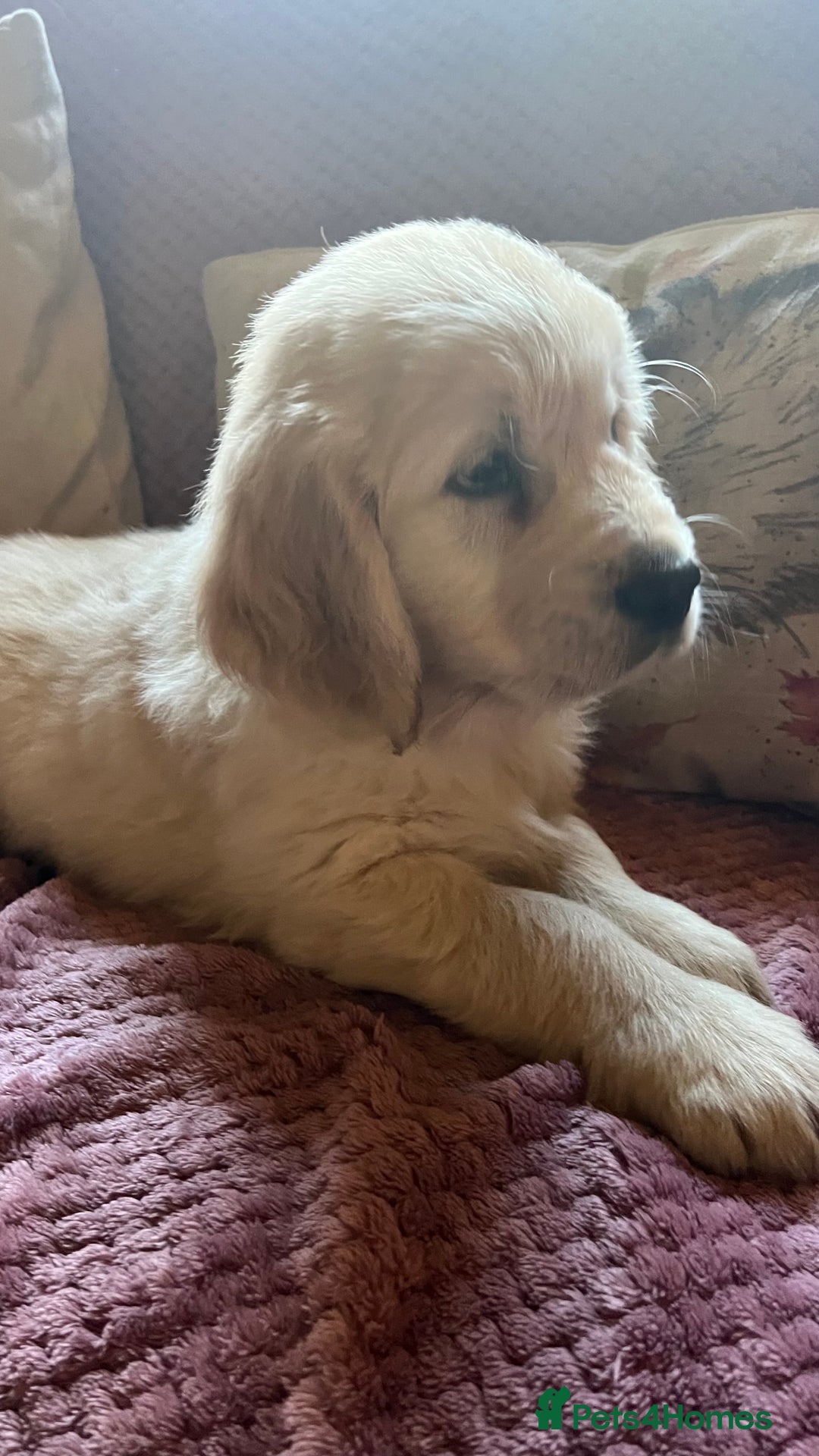 Golden Retriever dogs for sale: Golden Retriever huge big boned male puppy - Advert 7