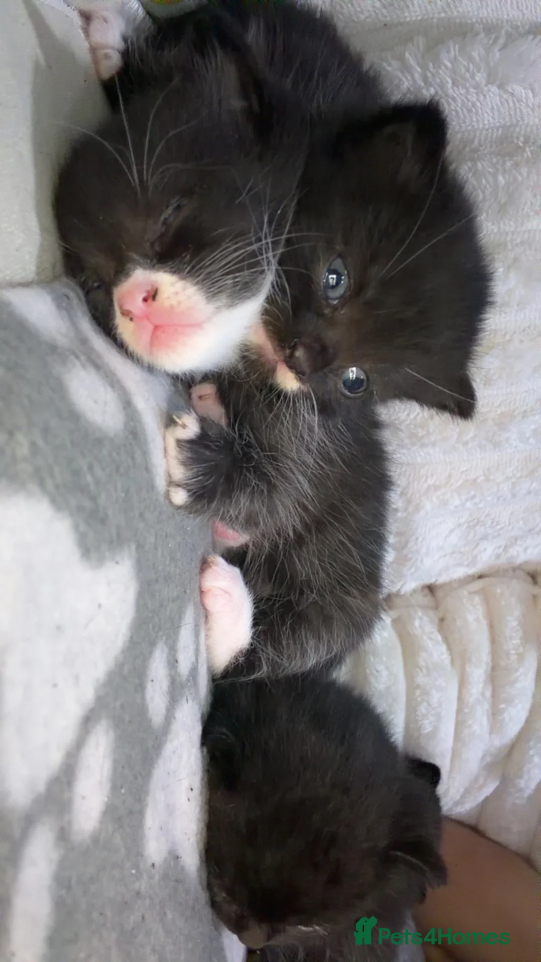 Mixed Breed cats for sale: British Shorthair X Domestic Tuxedo Kittens  in London - Advert 2
