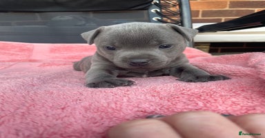 Staffordshire Bull Terrier dogs - Advert 9