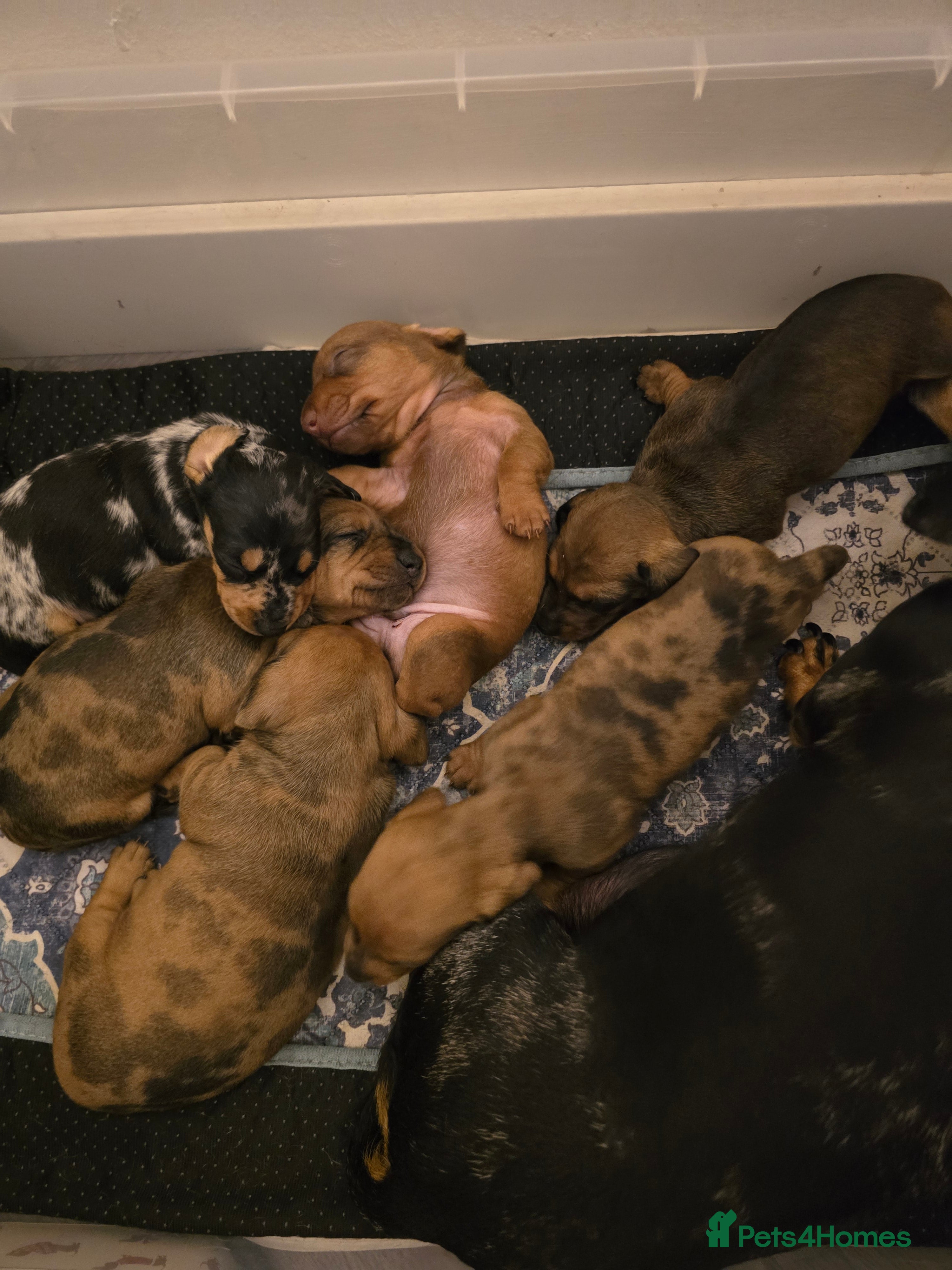 Miniature Dachshund dogs ✨5star✨ True miniatures, Licenced breeder, KC reg - Advert 7