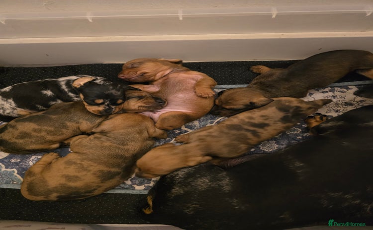 Miniature Dachshund dogs - Advert 5