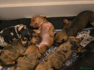 Miniature Dachshund dogs - Advert 4