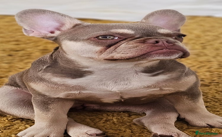 French Bulldog dogs - Advert 7