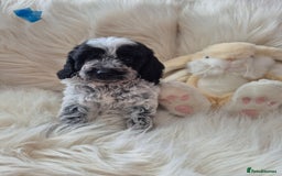 Cockapoo dogs for sale: COCKAPOOS READY FOR THERE NEW    HOMES  - Image 6
