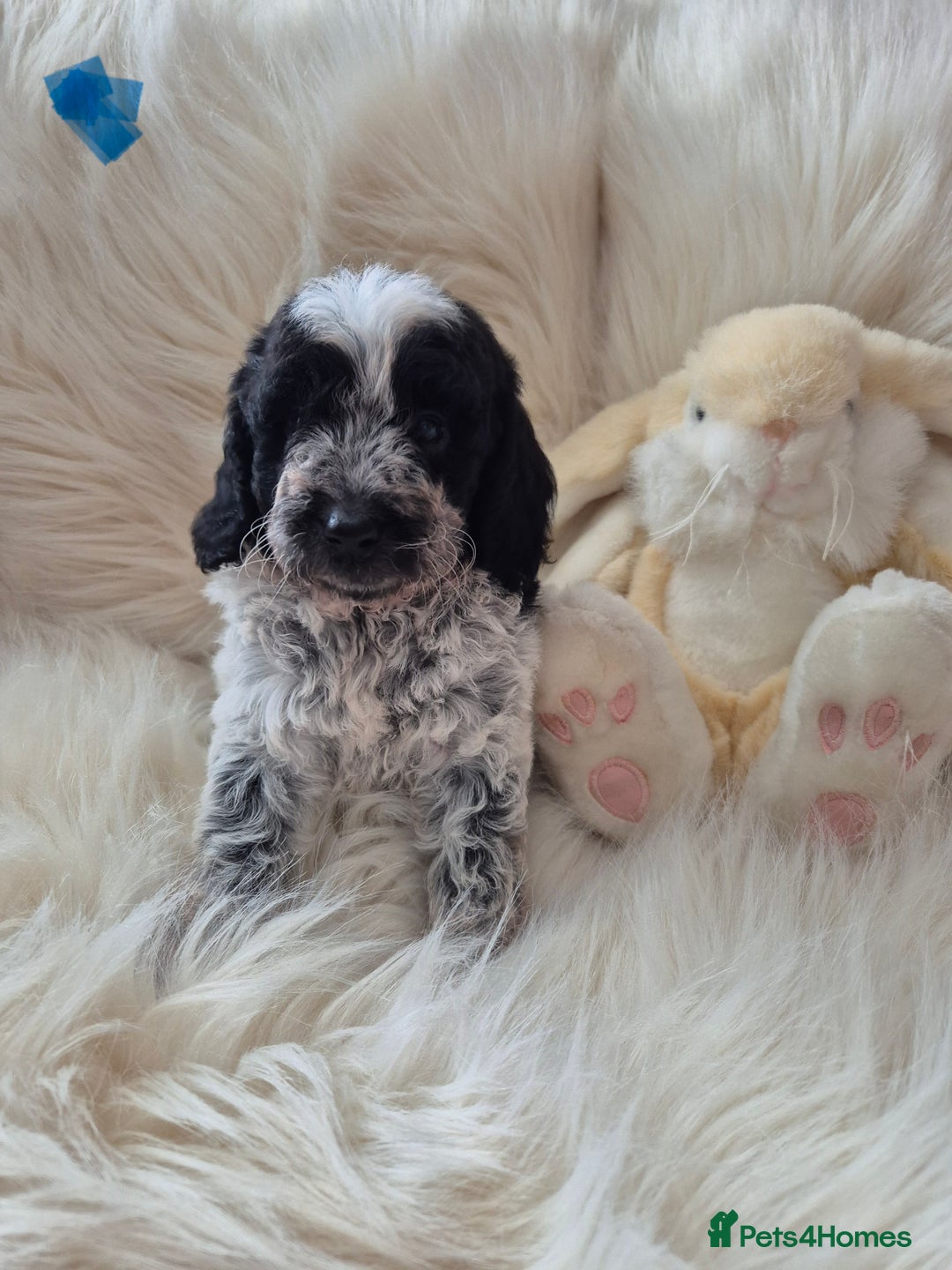 Cockapoo dogs for sale: COCKAPOOS READY FOR THERE NEW    HOMES  - Image 6