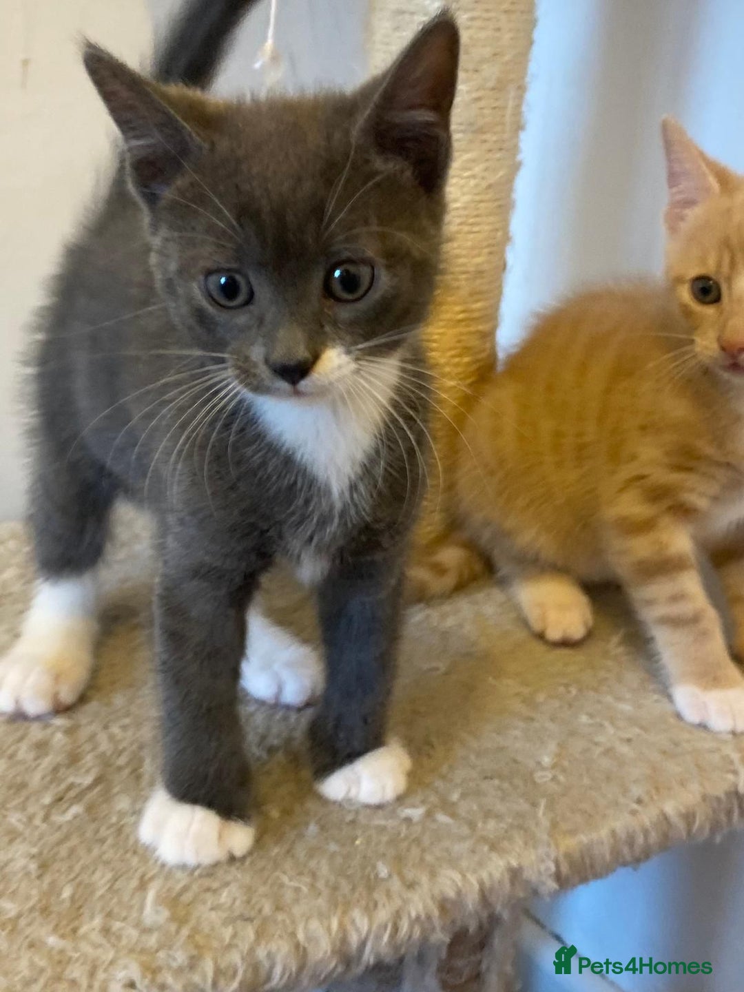 Mixed Breed cats for sale: STUNNING Russian Blue X Kitten READY TO GO - Image 2