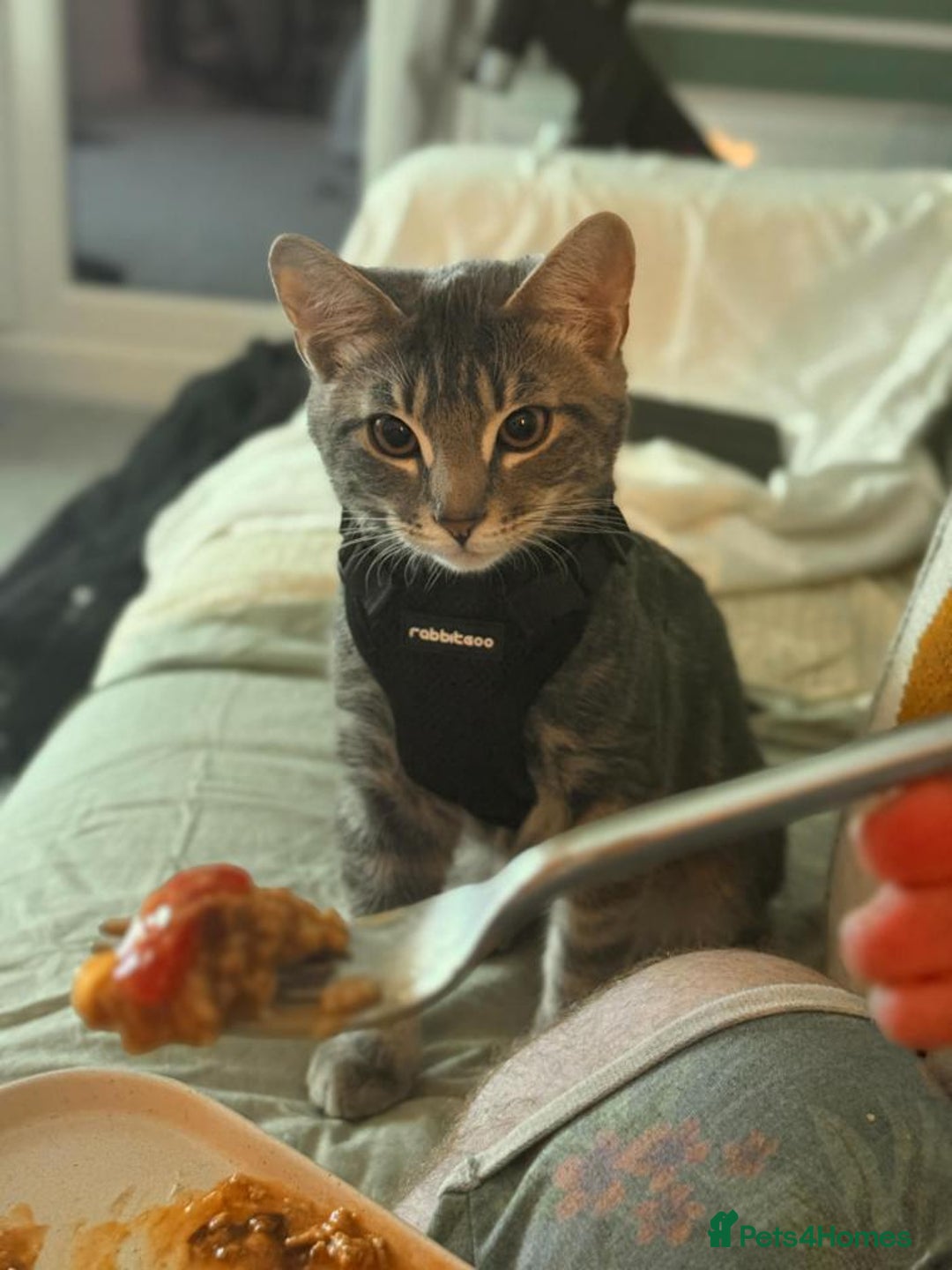 Mixed Breed cats for sale: Rehoming our 5 month old kitten, Melffy  - Image 3