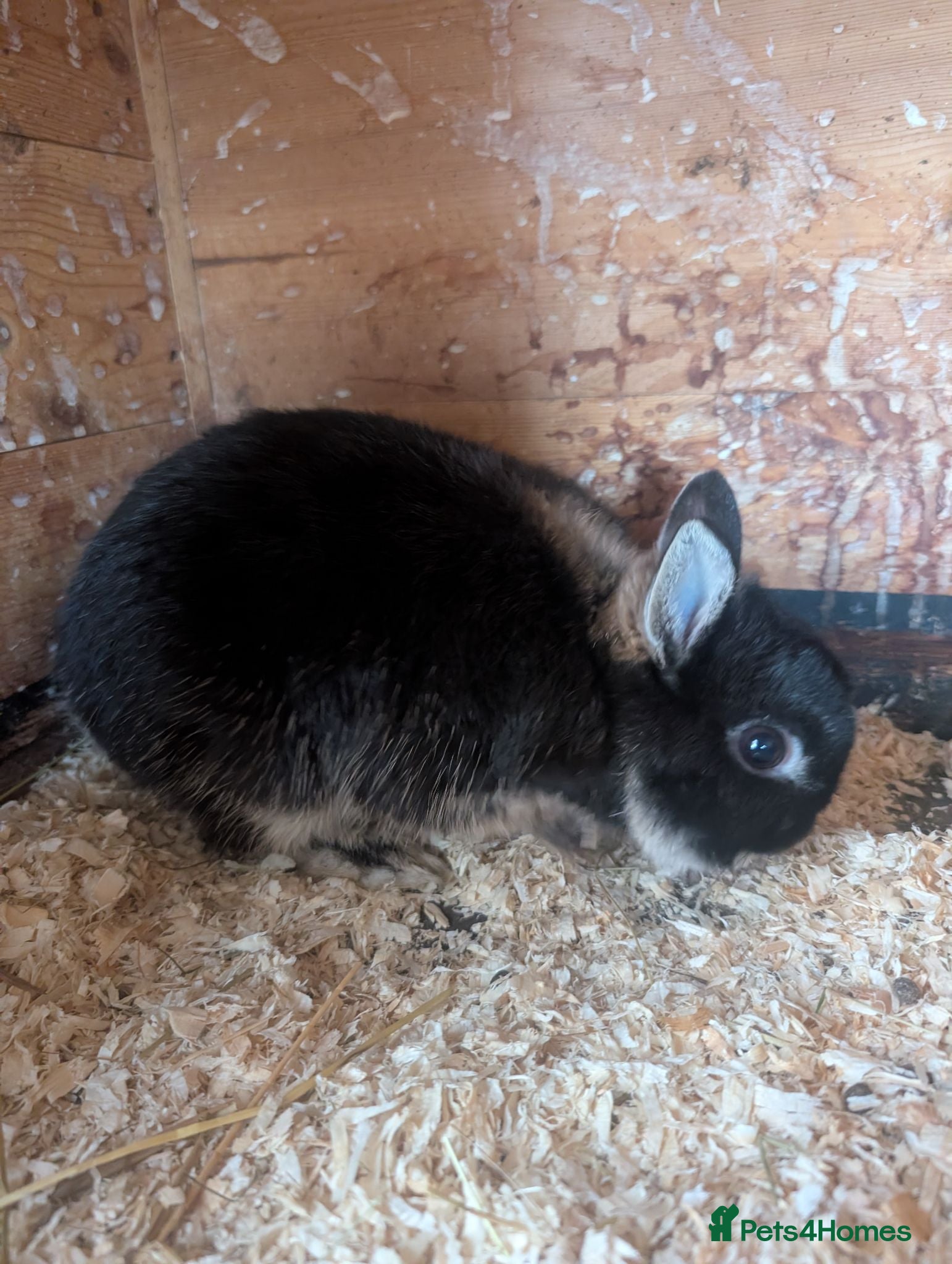 Netherland Dwarf rabbits Netherland dwarfs  - Advert 1