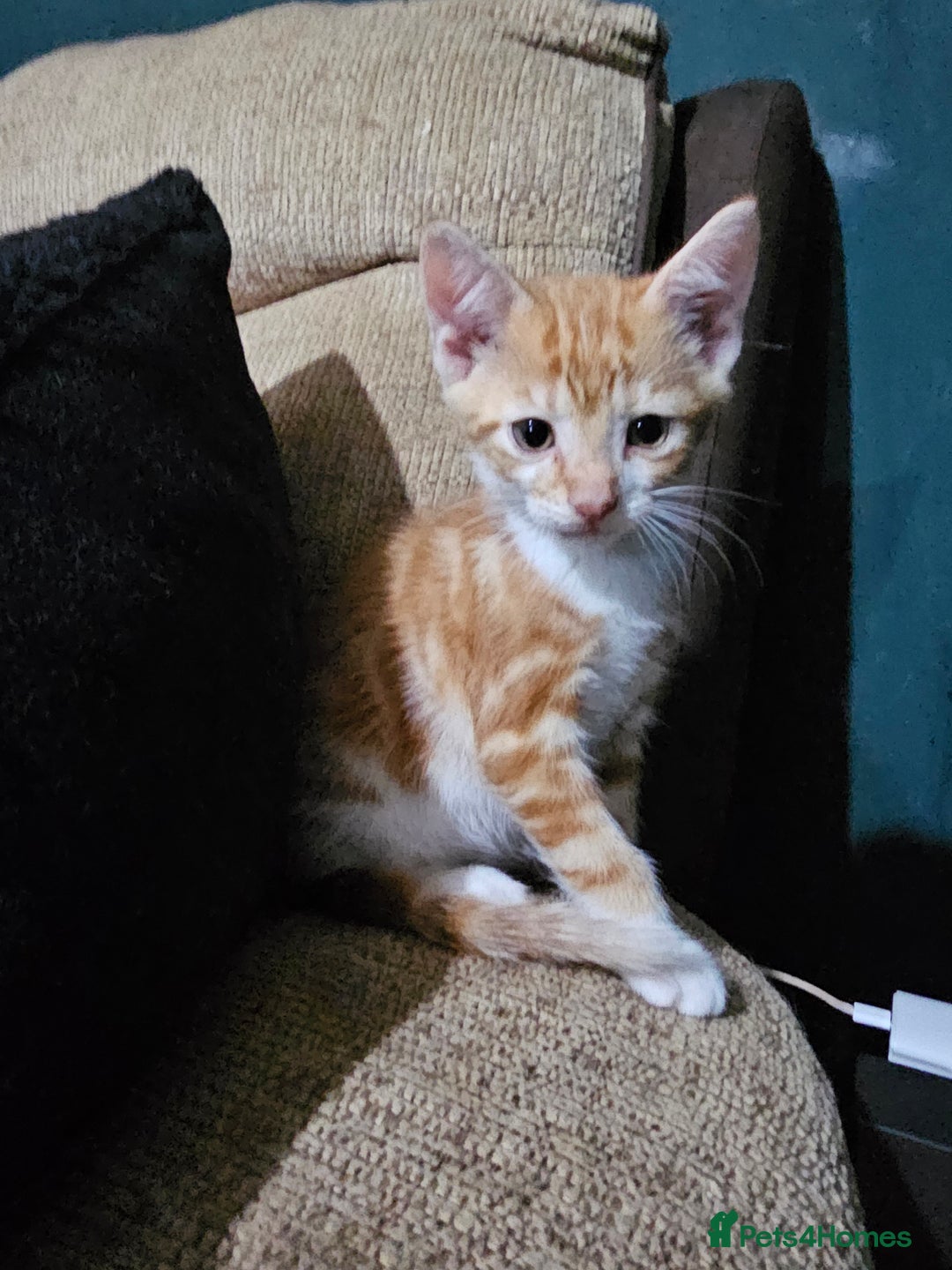 Mixed Breed cats for sale: Beautiful kittens available for sale - Advert 12