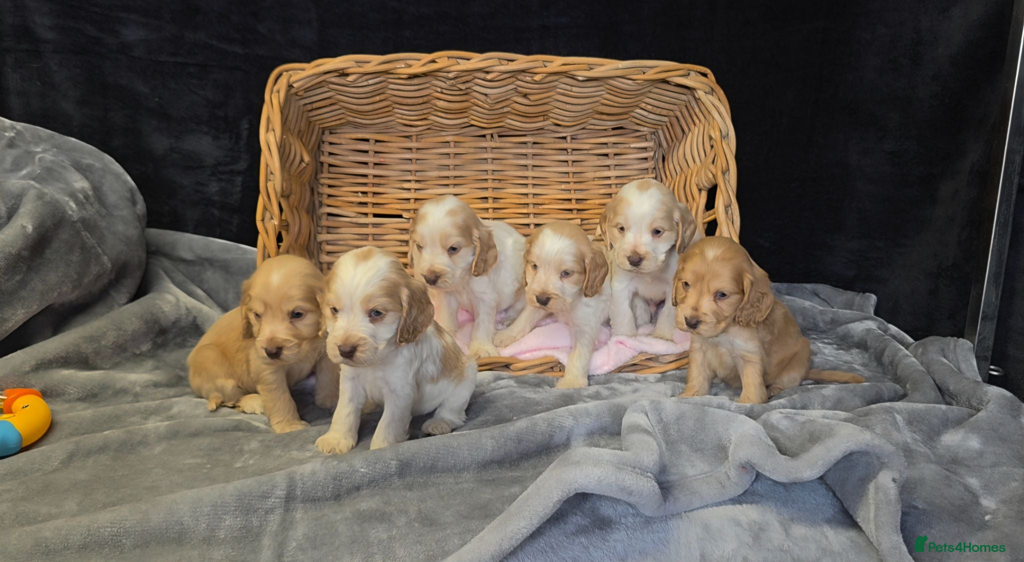 Cocker Spaniel dogs Beautiful kc reg show cockers  - Advert 1