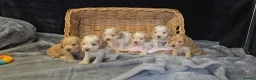 Cocker Spaniel dogs for sale: Beautiful kc reg show cockers  - Advert 1