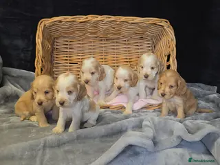 Cocker Spaniel dogs for sale: Beautiful kc reg show cockers - Advert 1