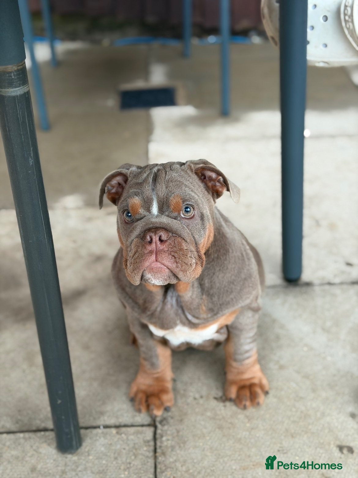 English Bulldog dogs Last Gorgeous KC English Bulldog Puppy🐶 - Advert 2