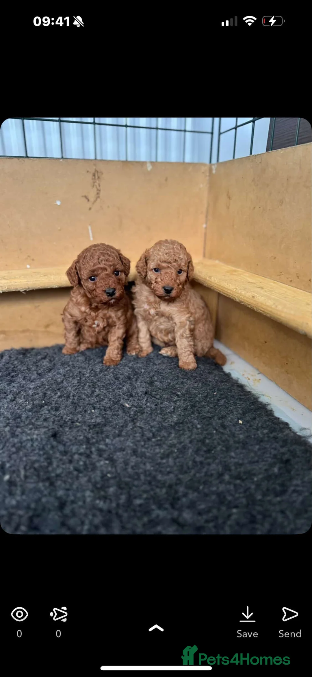 Cockapoo dogs for sale: Boy miniature cockapoo - Advert 3