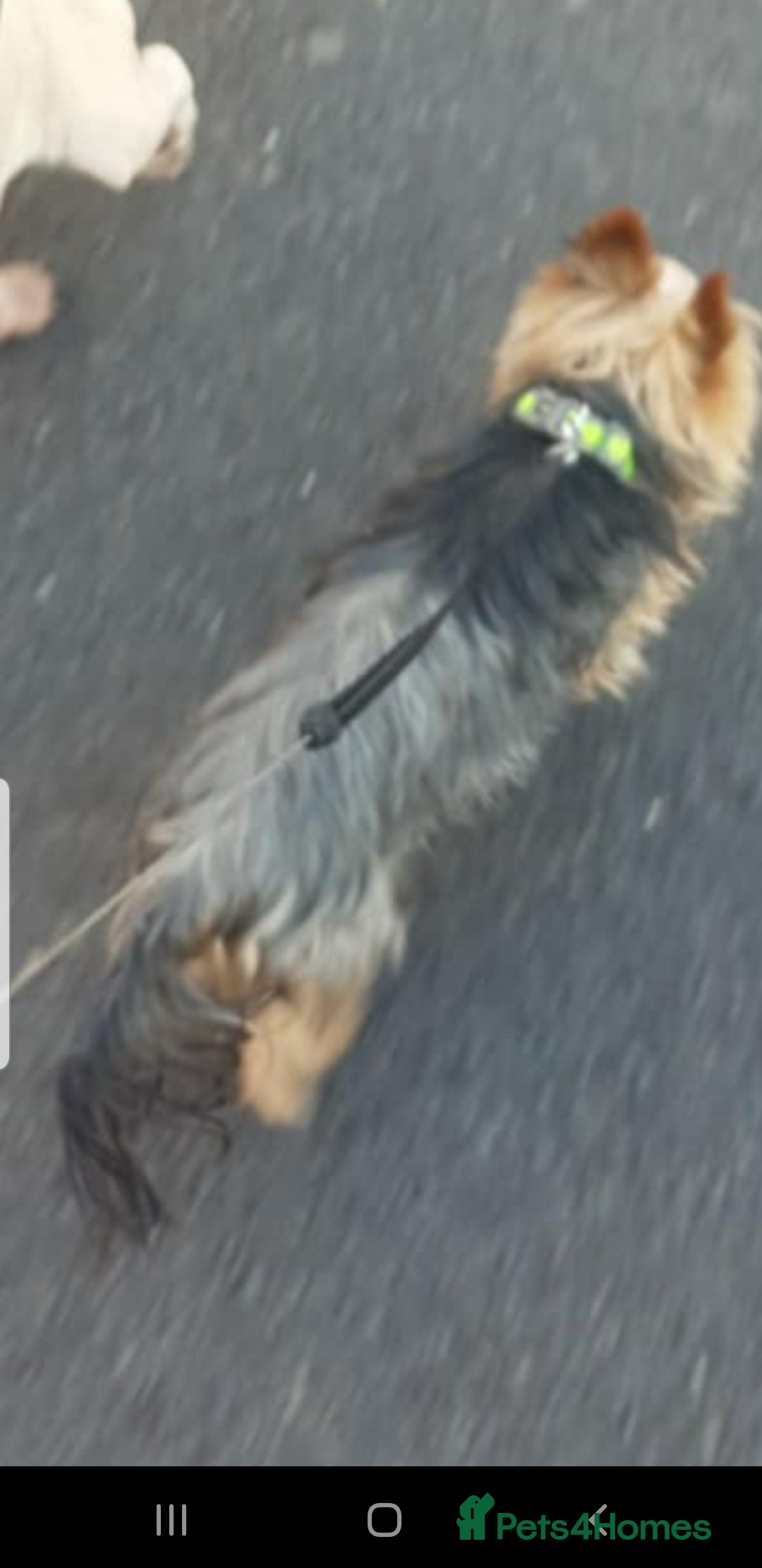 Yorkshire Terrier dogs for stud: Long haired mini Yorkshire terrier  - Image 6