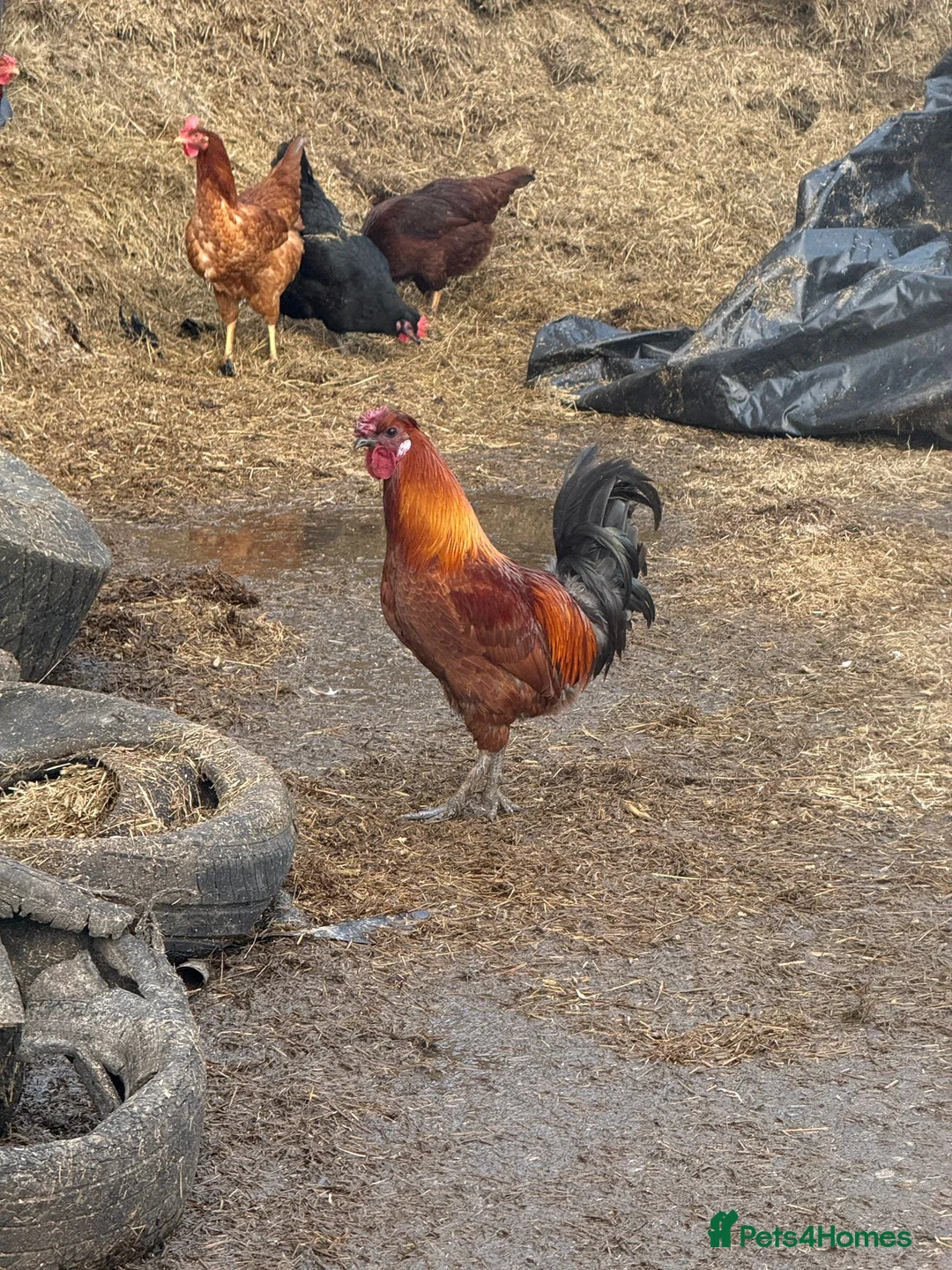 Chickens poultry for sale: Cockerels for sale  - Advert 3