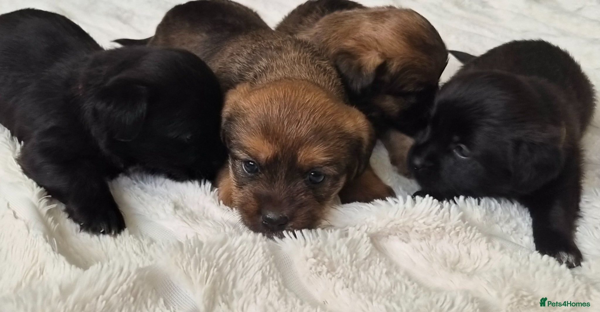 Mixed Breed dogs Jack Tzu Puppies - Advert 13