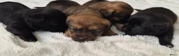 Mixed Breed dogs for sale: Jack Tzu Puppies - Advert 1