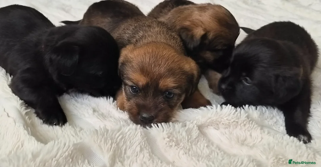 Mixed Breed dogs for sale: Jack Tzu Puppies - Advert 1