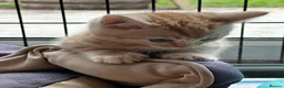 Mixed Breed cats for sale: Stunning kittens ready now - Advert 3