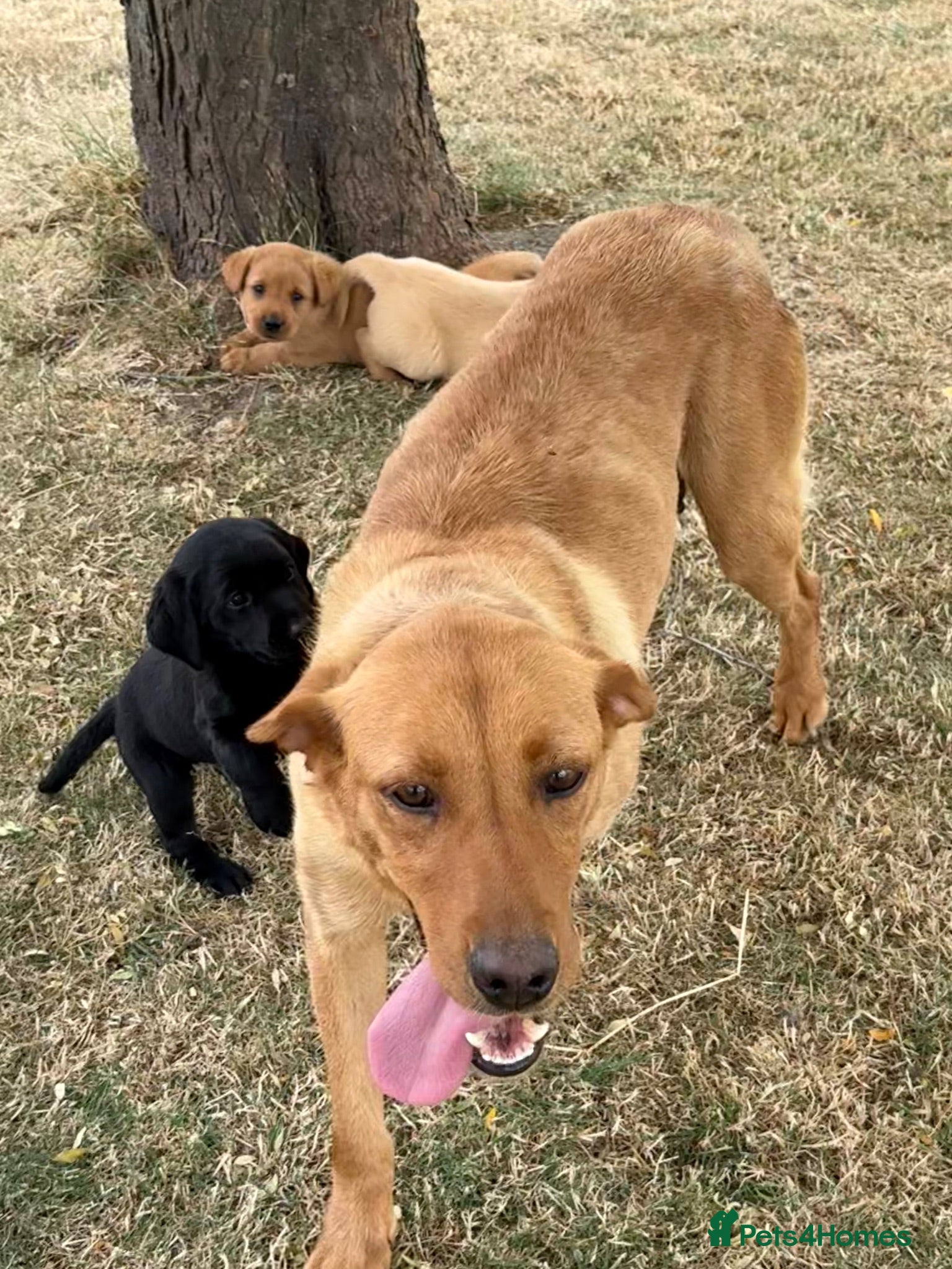 Labrador Retriever dogs ☀️Fantastic KC Boy & Girl ☀️ - Advert 2