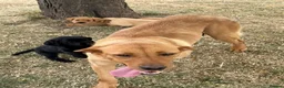Labrador Retriever dogs for sale: ☀️Fantastic KC Boy & Girl ☀️ - Advert 2