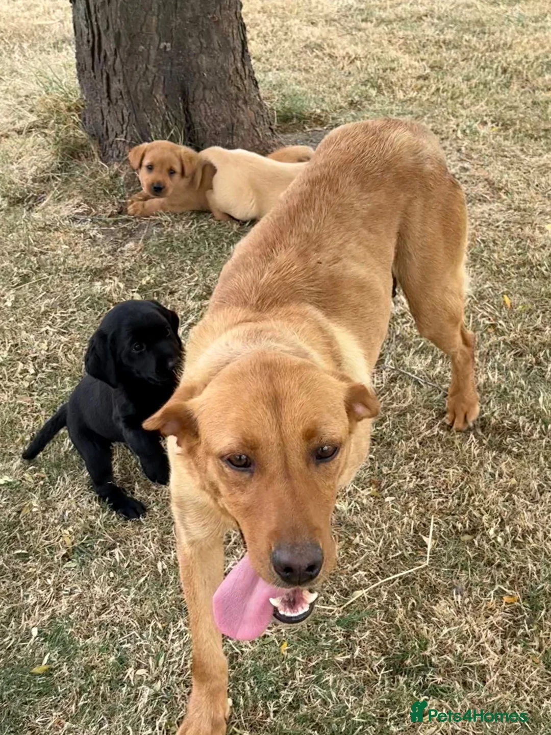 Labrador Retriever dogs for sale: ☀️Fantastic KC Boy & Girl ☀️ - Advert 2