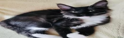 Maine Coon cats for sale: Full bread Maine coon kittens 6 left  - Advert 16