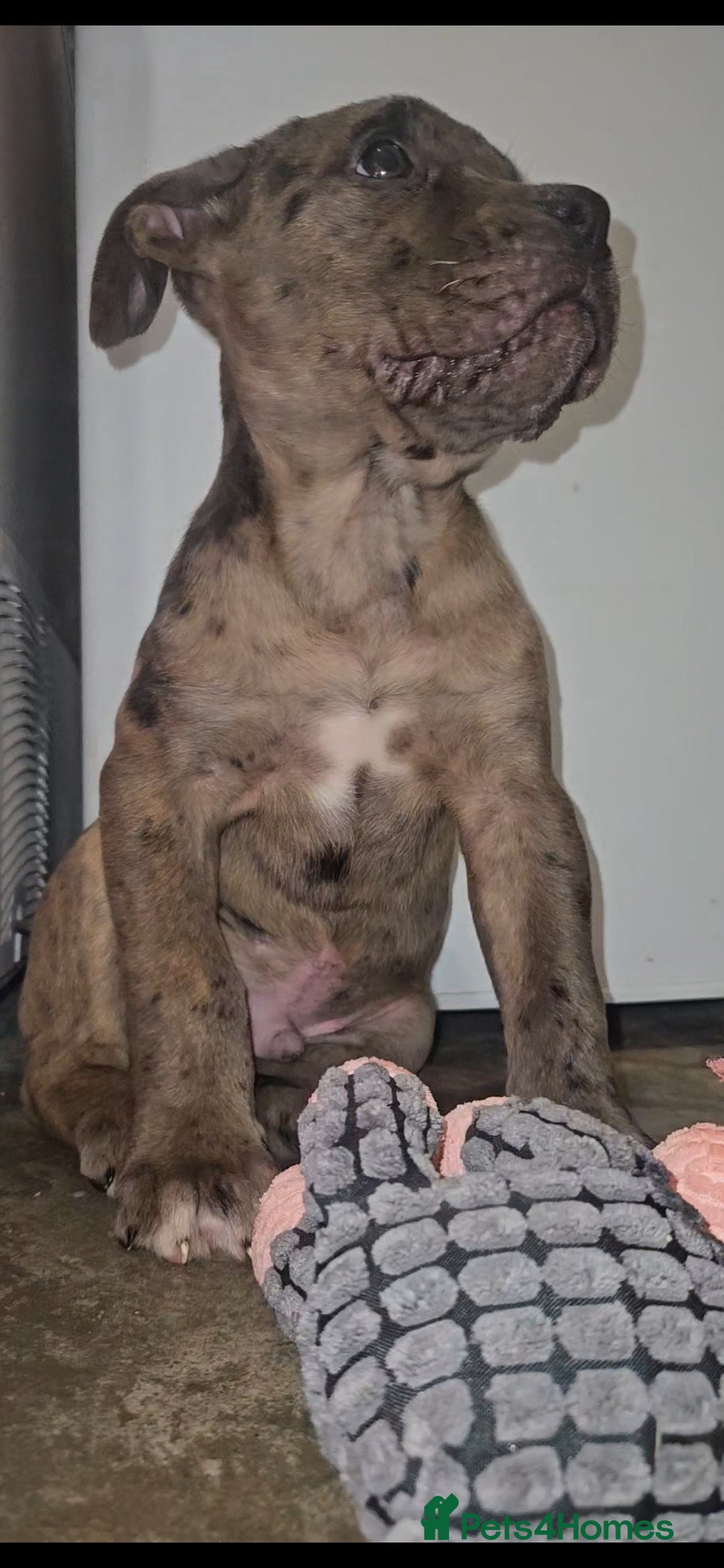 Mixed Breed dogs for sale: Presa Canario/Cane Corso Mollosser Dogs  - Advert 10