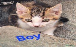 British Shorthair cats for sale: Male kittens  - Image 1
