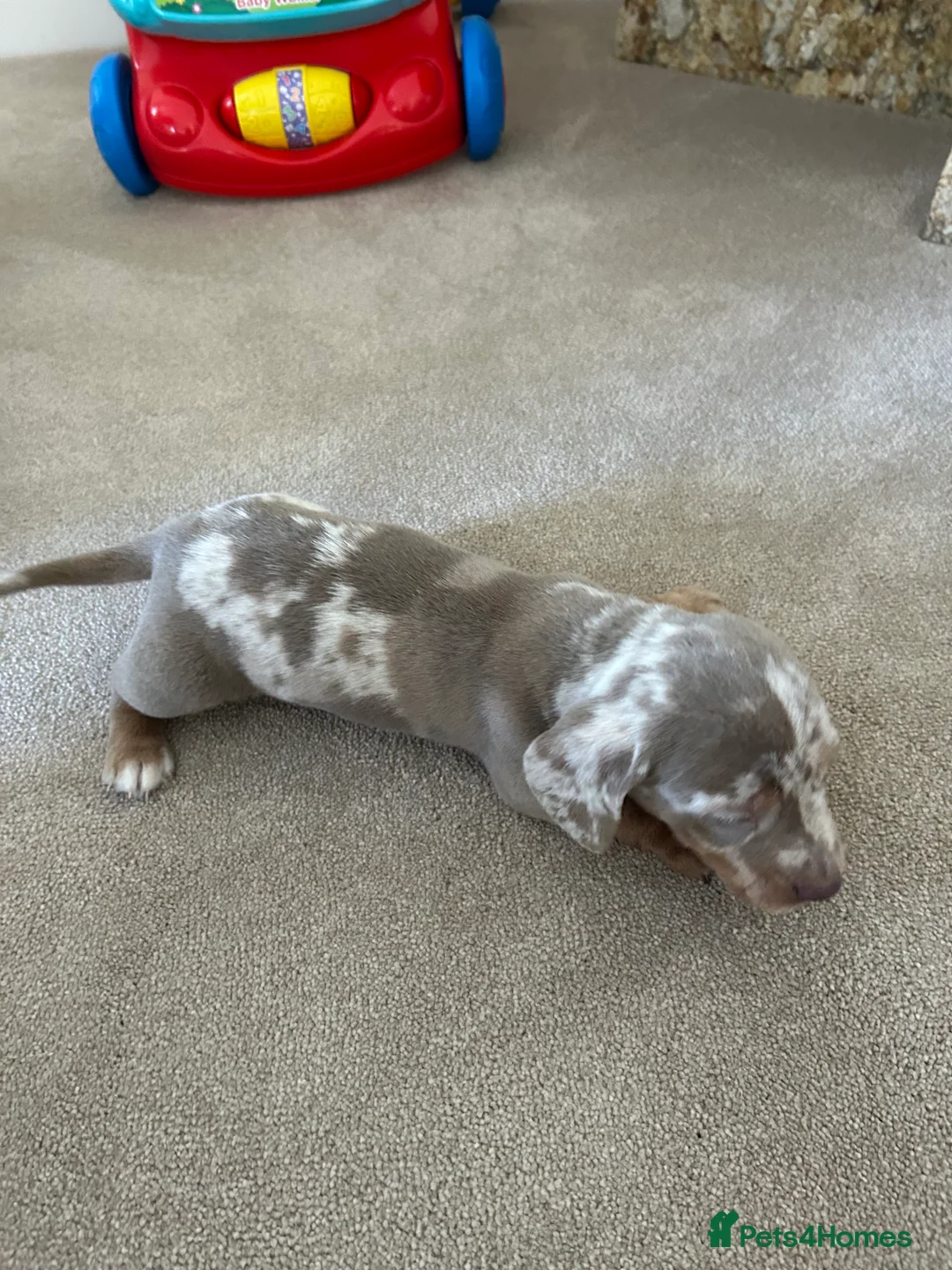 Dachshund dogs for sale: dachshund puppy’s  - Advert 12