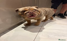English Bulldog dogs for sale: For free. Just needs a good home - Image 4