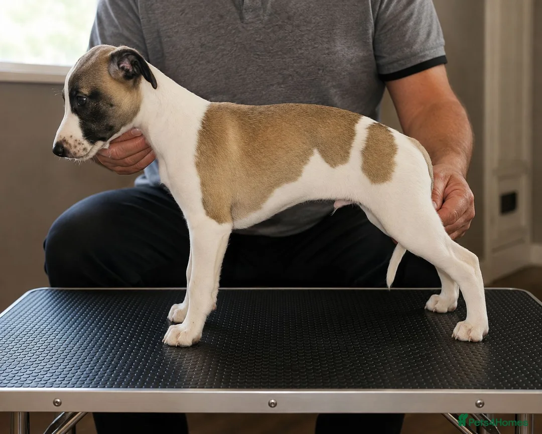 Whippet dogs for sale: Outstanding kc whippet - Advert 1