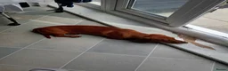 Miniature Dachshund dogs for sale: * tan miniature daschaund *  - Advert 14