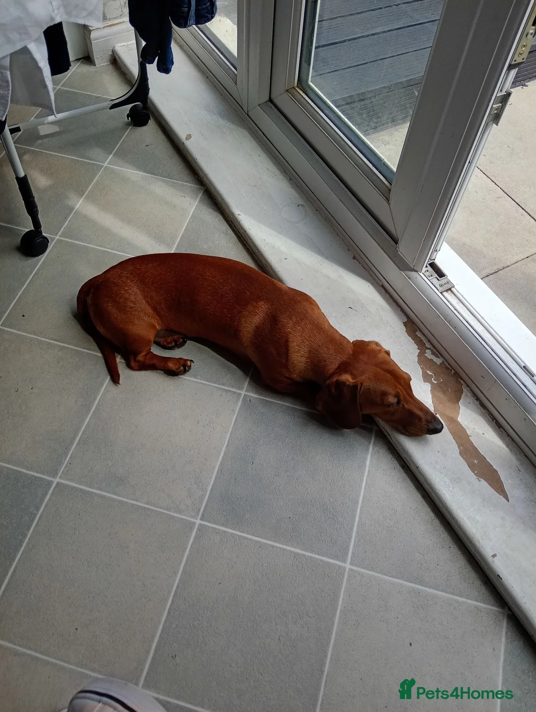 Miniature Dachshund dogs for sale: * tan miniature daschaund *  - Advert 14