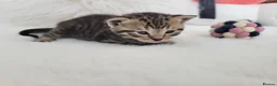 British Shorthair cats for sale: Half british shorthair/Tabby kitten - Advert 4
